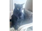 Adopt Charlie a All Black Domestic Mediumhair / Mixed (medium coat) cat in