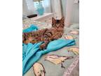 Adopt Riley a Brown Tabby Domestic Mediumhair / Mixed (medium coat) cat in