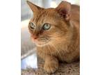 Adopt Tonic a Orange or Red Tabby Domestic Shorthair (short coat) cat in