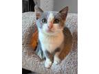Adopt Pollyanna a Gray, Blue or Silver Tabby Domestic Shorthair (short coat) cat