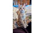 Adopt Gabe a Orange or Red Tabby Domestic Shorthair (short coat) cat in Choctaw