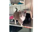 Adopt Custard a Domestic Shorthair / Mixed (short coat) cat in Medford