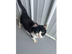 Adopt Karl a Domestic Shorthair / Mixed (short coat) cat in Medford