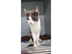 Adopt Sonny a Domestic Shorthair / Mixed (short coat) cat in Medford