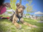 Adopt Lola a Brown/Chocolate - with White Australian Cattle Dog / Mixed dog in