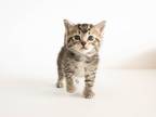 Adopt Denali a Domestic Shorthair / Mixed (short coat) cat in Lansing