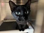 Adopt Acadia a Domestic Shorthair / Mixed (short coat) cat in Lansing