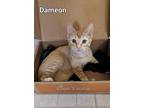 Adopt Dame a Orange or Red Tabby Domestic Shorthair (short coat) cat in Choctaw