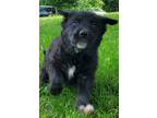 Adopt Fifi Curly a Black Retriever (Unknown Type) / Terrier (Unknown Type