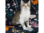 Adopt Hemlock a White (Mostly) American Shorthair / Mixed cat in Philadelphia