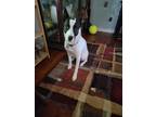 Adopt Lilly a White - with Black German Shepherd Dog / Mixed dog in Angier