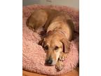 Adopt ZOEY a Red/Golden/Orange/Chestnut Redbone Coonhound / Labrador Retriever /