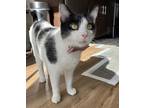 Adopt Yoyo a Black & White or Tuxedo Domestic Shorthair / Mixed (short coat) cat