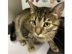Adopt Maxine a Domestic Shorthair / Mixed cat in Sheboygan, WI (41509060)