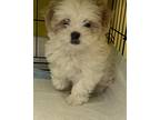 Adopt PIXIE a White - with Tan, Yellow or Fawn Shih Tzu / Mixed dog in Culver
