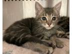 Adopt Jackson a Domestic Shorthair / Mixed cat in Dublin, CA (41509053)