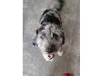 Adopt Scooby a Gray/Blue/Silver/Salt & Pepper Aussiedoodle / Mixed dog in