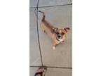 Adopt Roxi a Tricolor (Tan/Brown & Black & White) Chiweenie / Pug / Mixed dog in