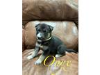 Adopt Onyx a Black - with Tan, Yellow or Fawn Siberian Husky / German Shepherd