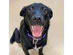 Adopt Ada a Labrador Retriever / Mixed dog in Des Moines, IA (41509029)