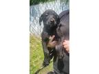 Adopt Cody a Black Labrador Retriever / Mixed dog in Middletown, NY (41509024)