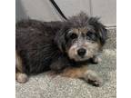 Adopt Lady Gray* a Terrier (Unknown Type, Medium) / Mixed dog in Pomona