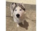 Adopt Rook* a Siberian Husky / Mixed dog in Pomona, CA (41509008)