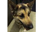 Adopt Hotdog* a German Shepherd Dog / Mixed dog in Pomona, CA (41509007)