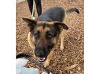 Adopt Zucco a German Shepherd Dog / Mixed dog in Lincoln, NE (41509005)