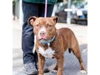 Adopt Sandia a Red/Golden/Orange/Chestnut American Pit Bull Terrier / Mixed dog