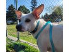 Adopt Benji a Mixed Breed (Small) / Mixed dog in Spokane Valley, WA (41508963)