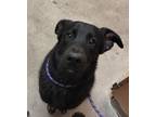 Adopt Ranger a Mixed Breed (Medium) / Mixed dog in Spokane Valley, WA (41508962)