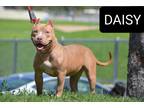Adopt Daisy a Brown/Chocolate - with White American Pit Bull Terrier / Mixed dog
