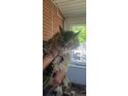 Adopt Zeus a Tan or Fawn Maine Coon (long coat) cat in Middletown, NY (41508883)