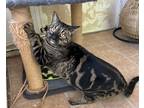 Adopt Leo a Spotted Tabby/Leopard Spotted Bengal (medium coat) cat in