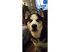 Adopt Dakota a Black - with White Husky / Mixed dog in Chesterfield