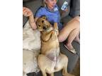 Adopt Ella Foster a Tan/Yellow/Fawn Labrador Retriever / German Shepherd Dog /