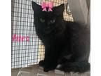 Adopt Inez a All Black Domestic Mediumhair (medium coat) cat in Manchester