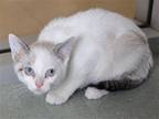 Adopt REAGAN a White Siamese / Mixed (medium coat) cat in Diamond Springs