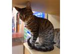 Adopt Balenciaga a Brown Tabby Domestic Shorthair / Mixed cat in Chico