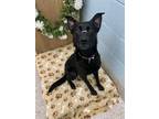 Adopt Emma a Black - with White Border Collie / Mixed dog in Fort Collins