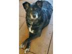 Adopt Poppy Park a Black - with White Border Collie / Mixed dog in Cuba