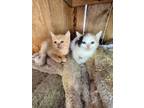 Adopt Kittens from 2 litters a Orange or Red Tabby Domestic Mediumhair / Mixed
