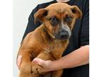 Adopt Corey a Mixed Breed (Medium) / Mixed dog in Rancho Santa Fe, CA (41508712)