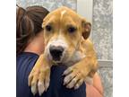 Adopt Ross a Mixed Breed (Medium) / Mixed dog in Rancho Santa Fe, CA (41508711)