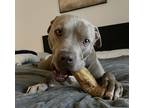 Adopt Ramsey a Gray/Blue/Silver/Salt & Pepper Bull Terrier / Mixed dog in