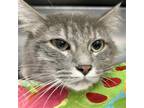 Adopt Sosa Marie a Domestic Mediumhair / Mixed cat in Oakland, CA (41508700)