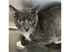 Adopt Lynette a Gray or Blue (Mostly) Domestic Shorthair / Mixed (short coat)
