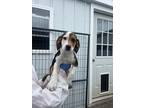 Adopt Twix a Tricolor (Tan/Brown & Black & White) Beagle / Mixed dog in Canton