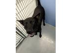 Adopt Blackie AKA Artie a Schipperke / Mixed dog in Midwest City, OK (41508646)